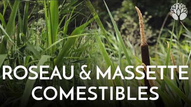 Video Le roseau et la massette ou quenouille sont comestibles ! em Portuguese