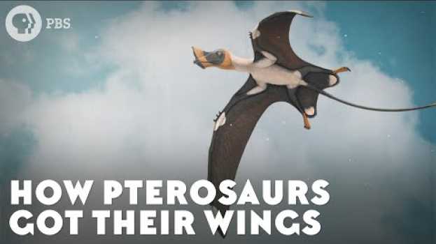 Video How Pterosaurs Got Their Wings in English