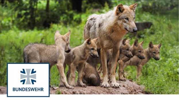 Video Wölfe – bedroht oder bedrohlich? | Artenvielfalt auf Truppenübungsplätzen | Bundeswehr en Español