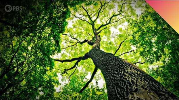 Video Why do Trees Talk to Each Other? in Deutsch
