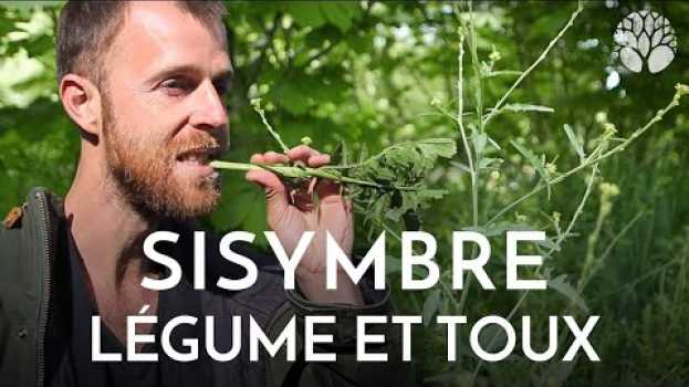 Video L'Herbe aux chantres, ou sisymbre, est excellente en légume et en sirop pour la gorge en français