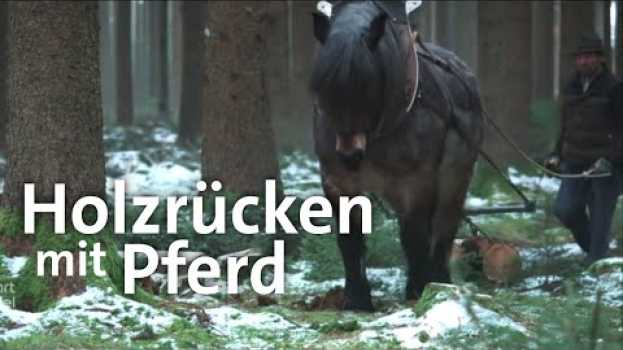 Видео Pferde bei der Waldarbeit: Holzrücken im Wald | Zwischen Spessart und Karwendel | BR на русском