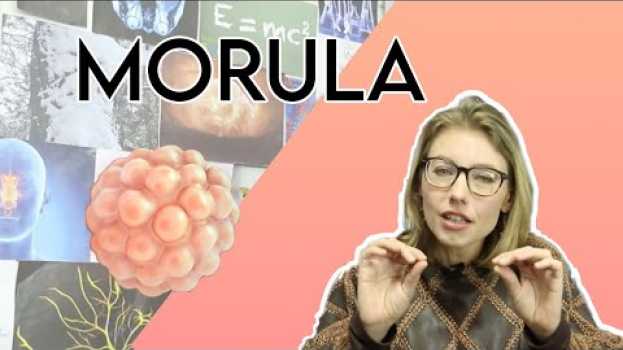 Video Morula ?  - La définition dans "Les sciences et moi" em Portuguese