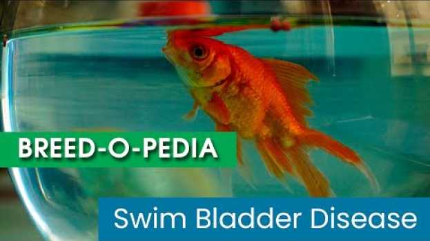 Video How to Save your Fish from Swim Bladder Disease en français