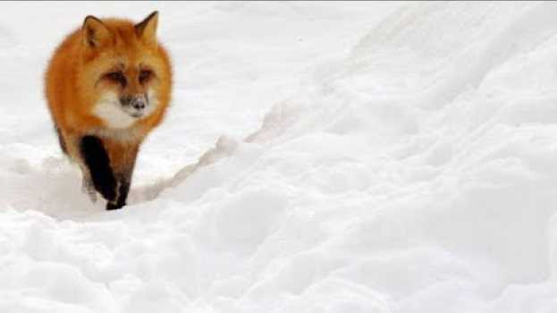 Video Red Fox Hilariously Pounces Headfirst Into Snow em Portuguese
