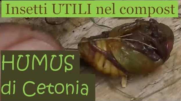 Video Metamorfosi della cetonia e raccolta humus em Portuguese