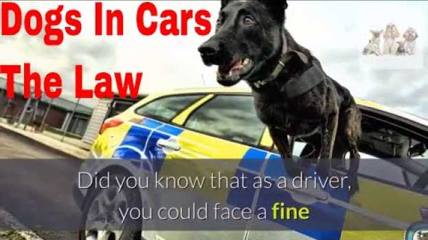 Видео Is it illegal to have a dog loose while driving Why you should secure you dog while driving and how на русском