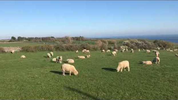 Video Hardy's Wessex - View to Seacombe from Worth Matravers in English