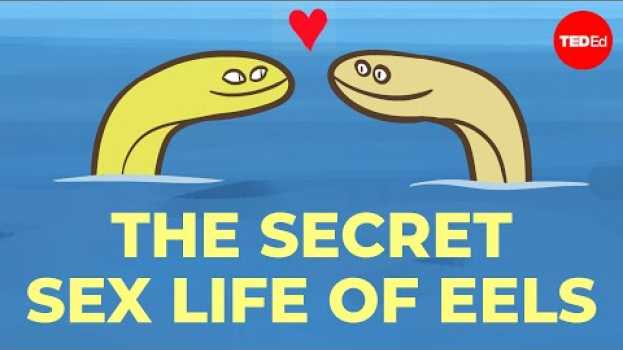 Video No one can figure out how eels have sex - Lucy Cooke su italiano
