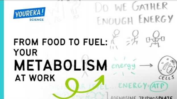 Видео From Food to Fuel: Your Metabolism at Work на русском