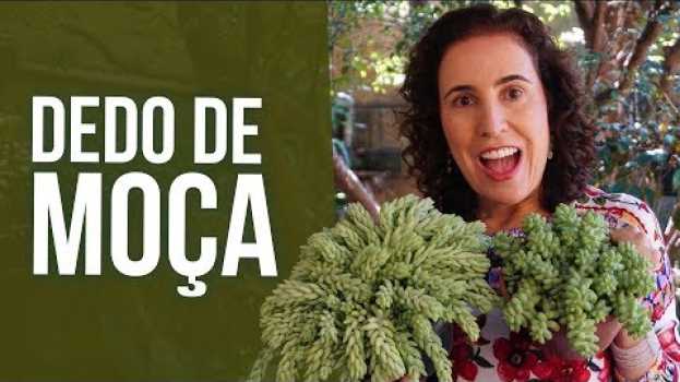 Видео Lindas Suculentas Pendentes! Como Cultivar Dedo-de-Moça | Nô Figueiredo на русском