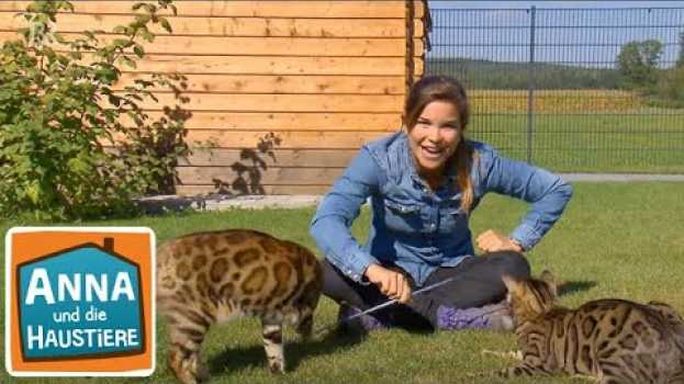 Video Bengalkatze | Information für Kinder | Anna und die Haustiere en français