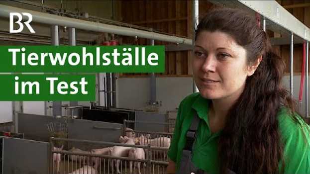 Video Mehr Tierwohl im Schweinestall: Neue Tierwohlställe für artgerechte Tierhaltung | Unser Land | BR in English