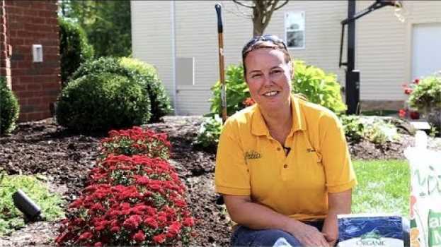 Video PETITTI How to Plant And Care For Fall Mums So They’ll Grow Back na Polish