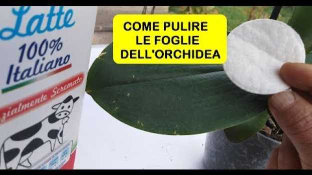 Video COME PULIRE LE FOGLIE DELL'ORCHIDEA su italiano