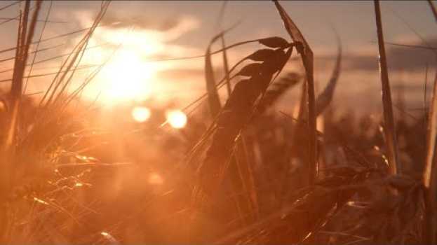 Video Our Harvest en Español
