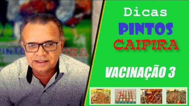 Video Vacinação de Galinhas e Pintinhos Com ou Sem Veterinário? (Exclusivo) | Pintos Caipira in English