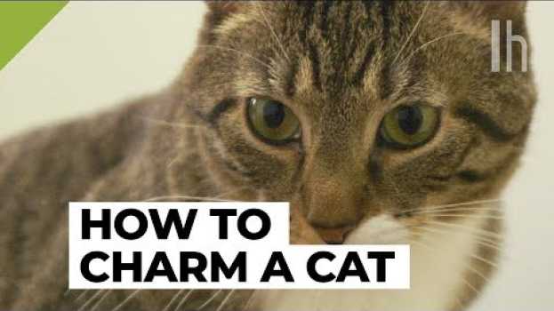 Video How to Get a Cat to Like You | Lifehacker em Portuguese