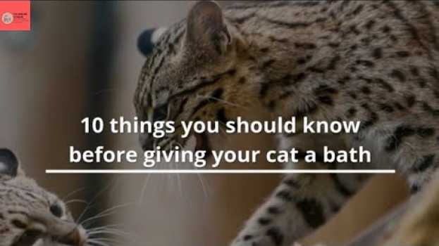 Video 10 Things You Should Know Before Giving Your Cat a Bath em Portuguese