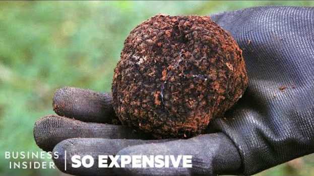 Video Why Real Truffles Are So Expensive | So Expensive en Español
