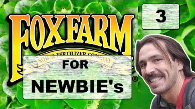 Video Fox Farm For Newbies - "Big Bloom - Grow Big & More (Part 3)" en Español