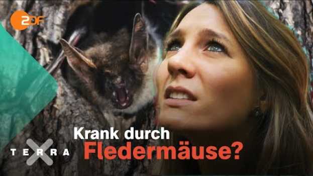 Видео Wie gefährlich sind Fledermäuse in Deutschland? на русском