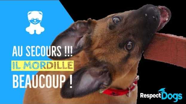 Video MON CHIOT MORDILLE TOUJOURS in English