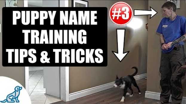 Video Simple Tricks For Teaching Your Puppy Their Name - Puppy Training Secrets em Portuguese