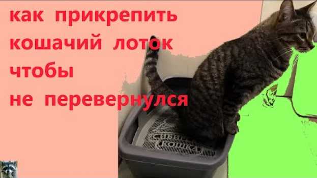 Video как прикрепить кошачий лоток чтобы не переворачивался na Polish