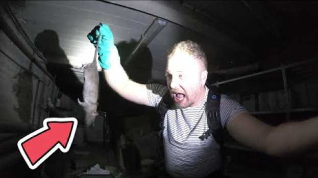 Video Intervention dans une cave infestée de RATS d'égout ! (Partie 2) na Polish