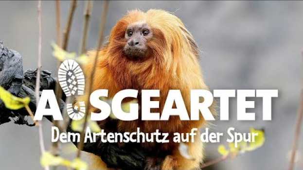 Video AUSGEARTET - Folge der 17: Mit Juliane Ladensack auf den Spuren der Goldgelben Löwenäffchen in Deutsch