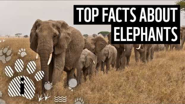 Видео Top facts about elephants | WWF на русском