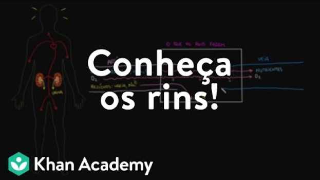 Video Conheça os rins! in English