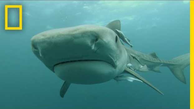 Video Predatory Shark Attacks | When Sharks Attack na Polish