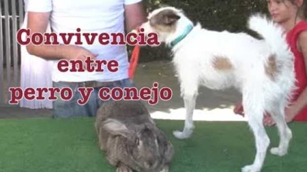 Video Convivencia entre conejo y perro en Español