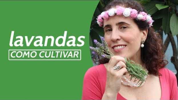 Video MEU CANTEIRO DE LAVANDAS - COMO CULTIVAR | Nô Figueiredo su italiano