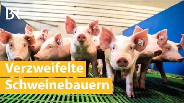 Видео Frustrierte Landwirte: Verbraucher fordern mehr Tierwohl, Schweinepreise sinken | Unser Land | BR на русском
