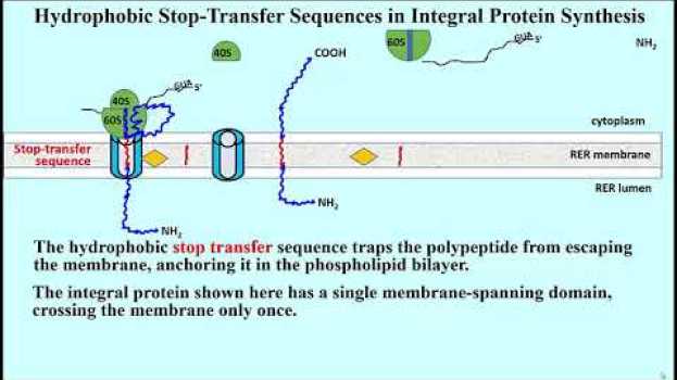 Video 308-2 Integral Proteins Have Stop Transfer Sequences in Deutsch