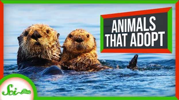 Video Why Animals Take Care of Other Animals' Young in Deutsch