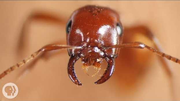 Video Kidnapper Ants Steal Other Ants' Babies - And Brainwash Them | Deep Look in Deutsch