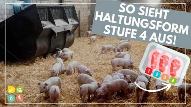 Video Glori goes Tierwohl | Die Haltungsform hinter dem Fleischlabel | Stufe 4  - Premium #2 em Portuguese