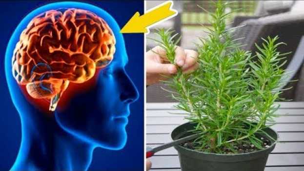 Видео Con questa pianta, aumenti la memoria e proteggi il cervello dal morbo di Alzheimer на русском