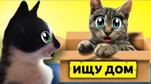 Video ИЩУ ДОМ! КОТ МАЛЫШ и КОШЕЧКА МУРКА и Бездомный КОТЕНОК! ХЭЛЛОУИН МЫШКА наш НОВЫЙ ПИТОМЕЦ! Kitty cats in English