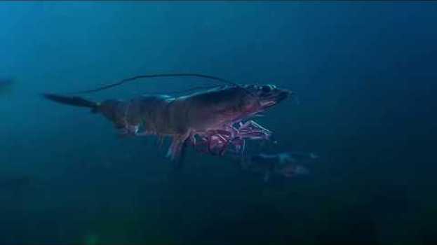 Video This is More than a Prawn. in English