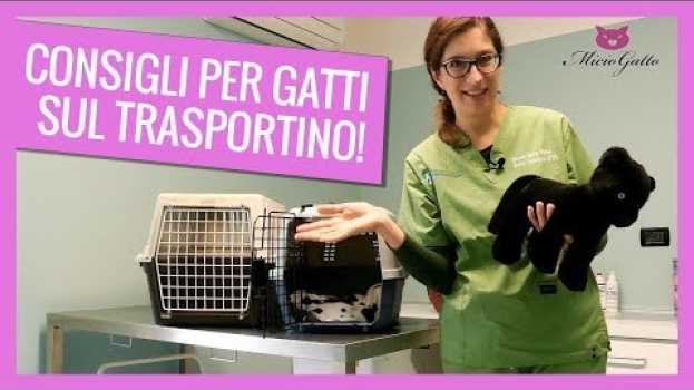 Видео Viaggiare col gatto: i consigli del veterinario sul trasportino 🛫 на русском