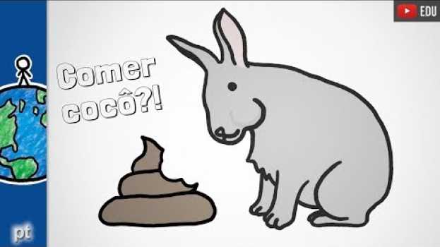 Видео Por que alguns animais comem cocô? | Minuto da Terra на русском