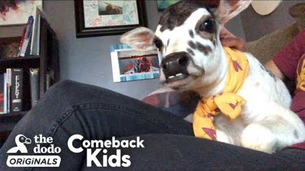 Video This Perfect Little Baby Is Called A ZEBU  | The Dodo Comeback Kids em Portuguese