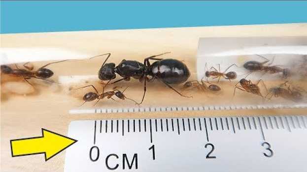 Video Я завел Огромных Агрессивных и Кусачих Африканских муравьев! alex boyko en Español