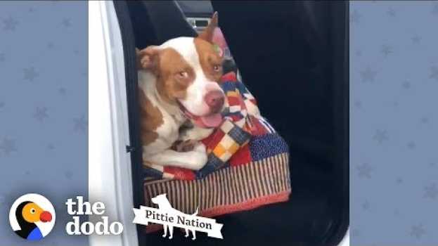 Video This Couple Found A Stray Pit Bull In Their Truck | The Dodo Pittie Nation em Portuguese