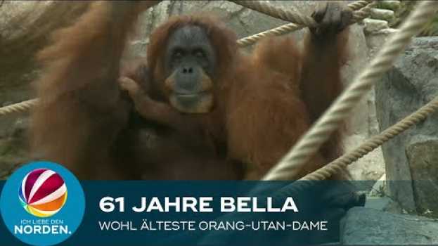 Video Bella wird 61: Orang-Utan-Dame feiert Geburtstag im Tierpark Hagenbeck su italiano